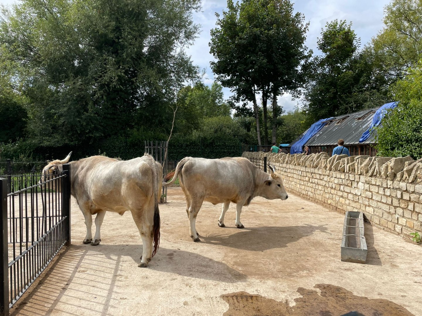 Hungarian steppe cattle