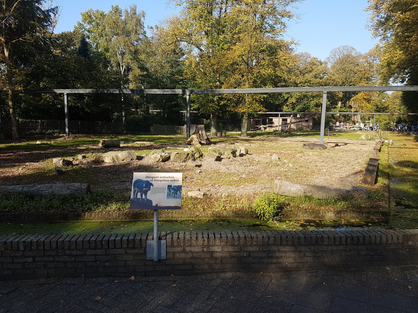 Hungarian woolly pig enclosure