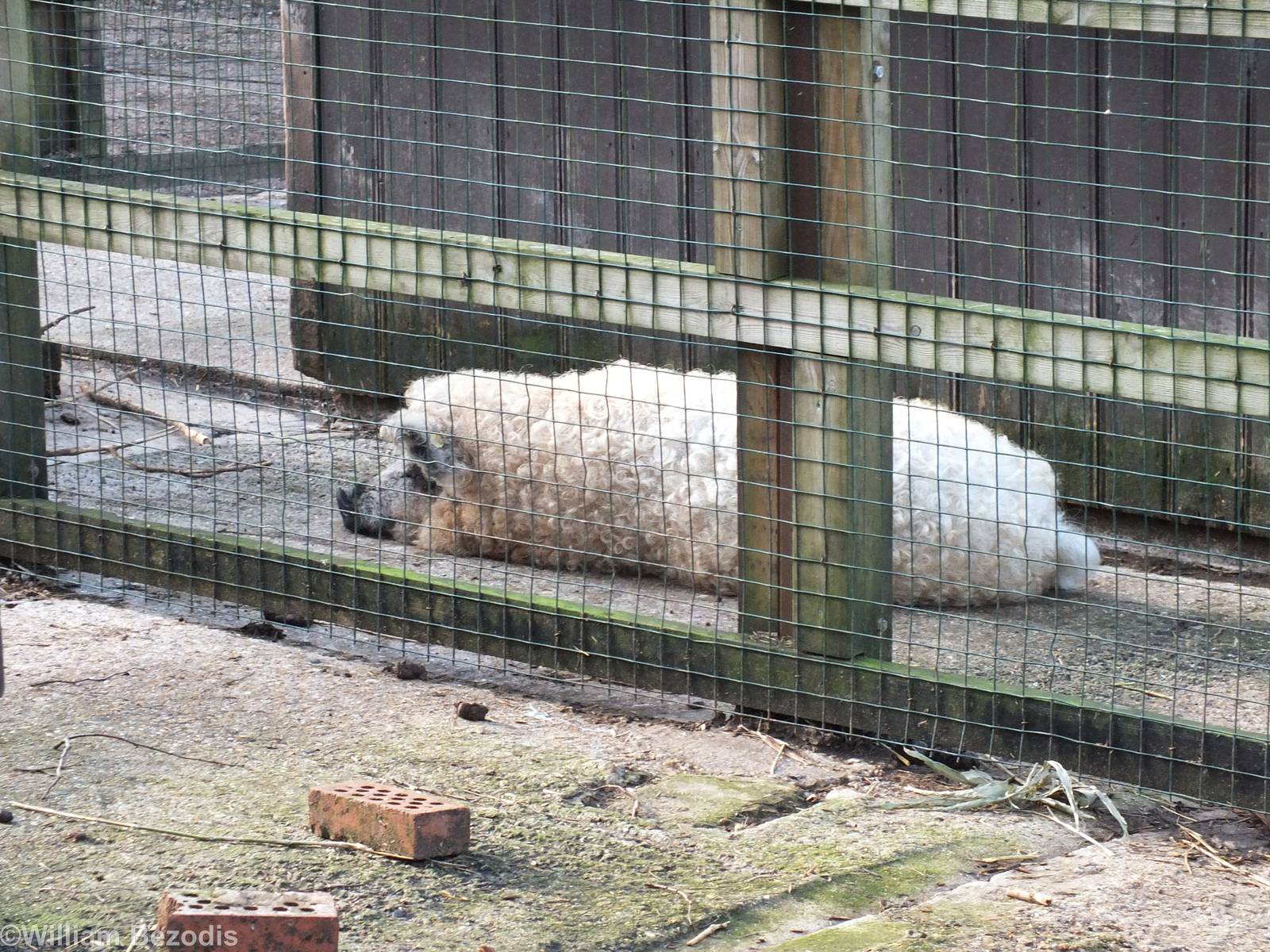 Hungarian Woolly Pig