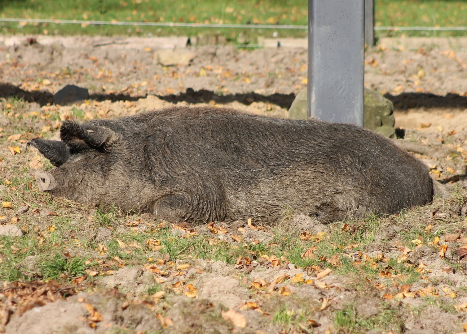 Hungarian woolly pig