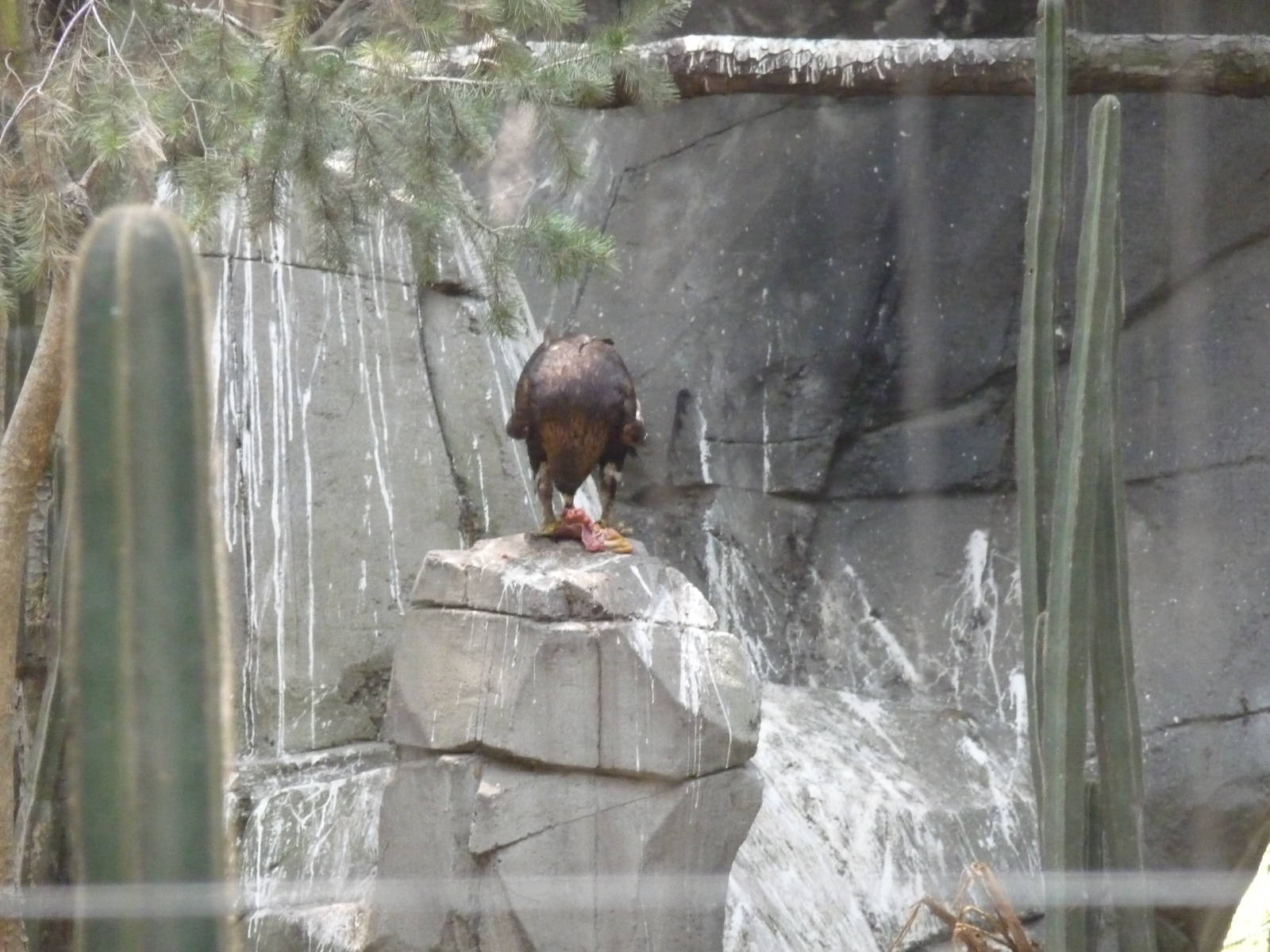 hungry golden eagle chapultepec zoo