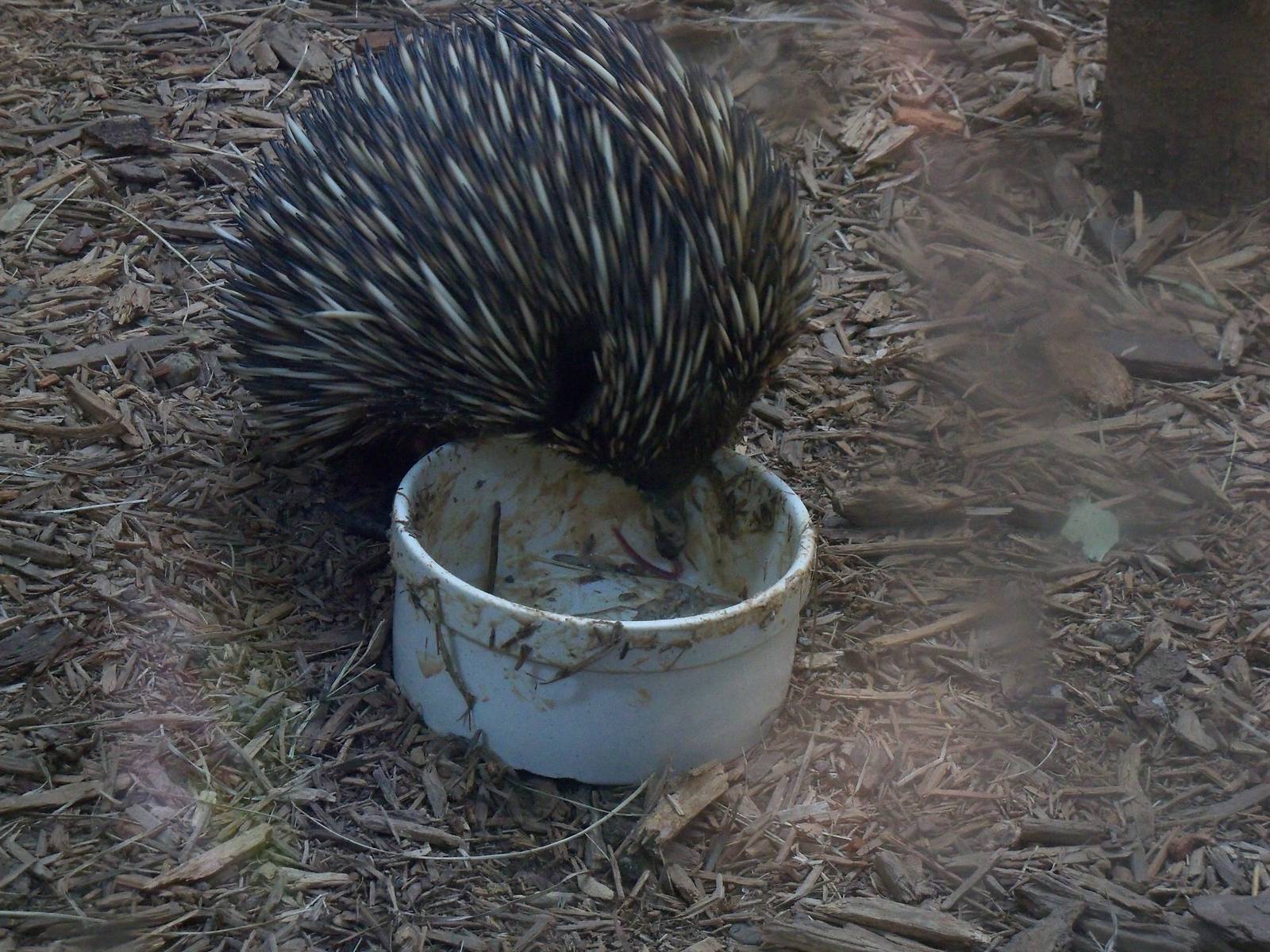Hungry, Hungry Echidna