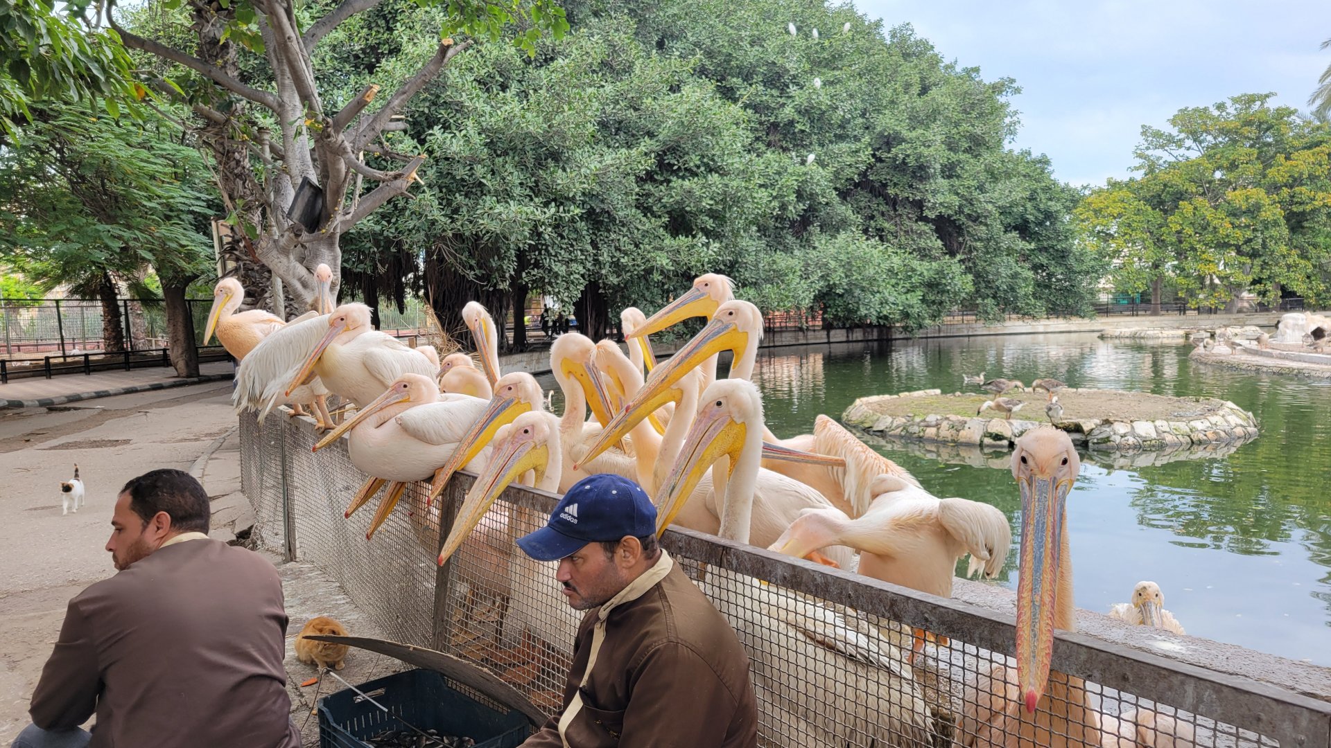 Hungry hungry pelicans - Dec 2023