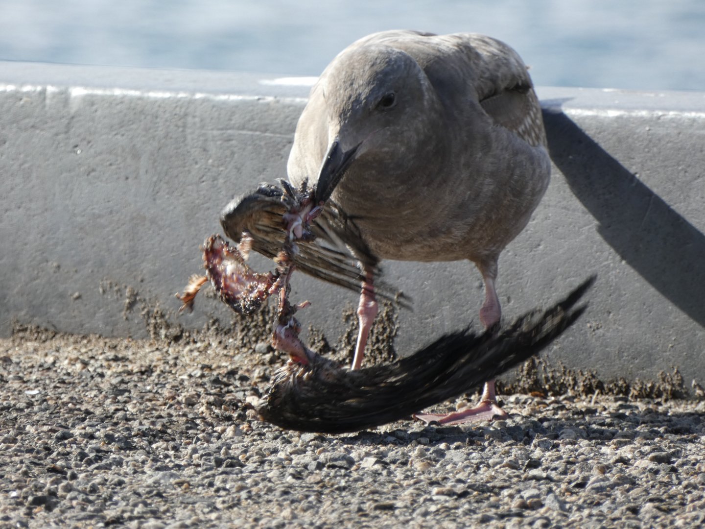Hungry juvenile western gull