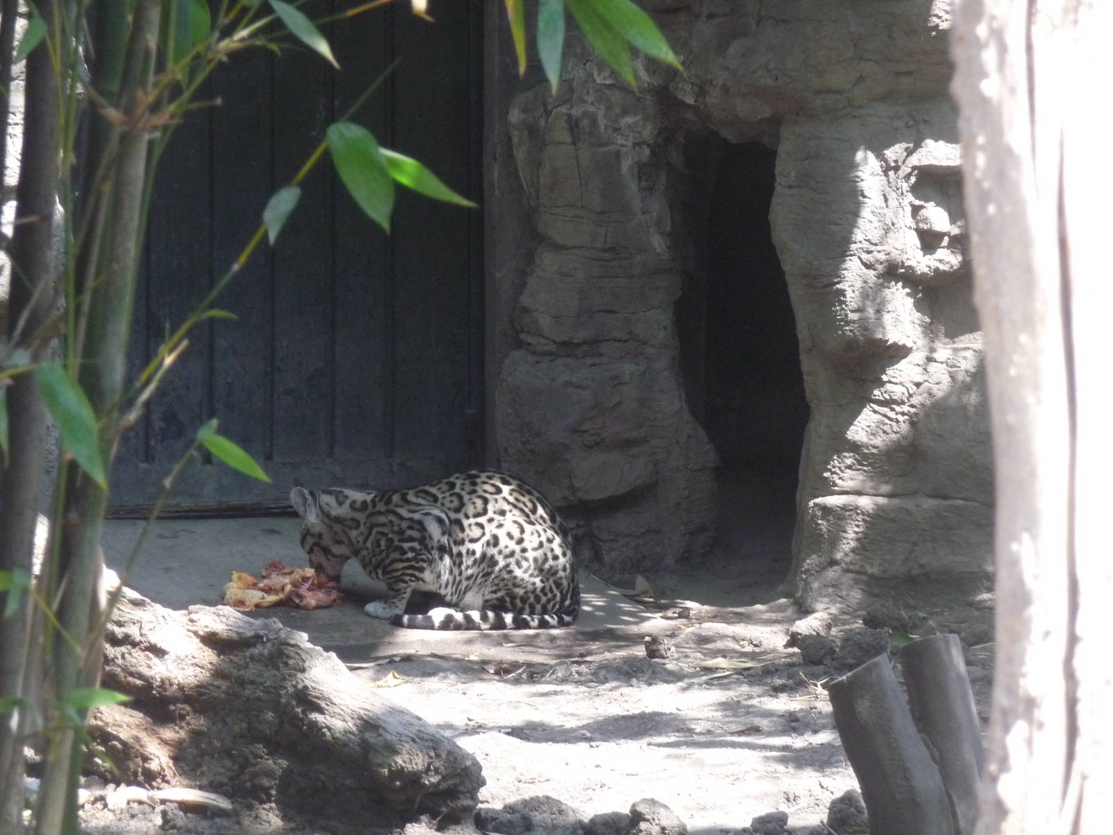 hungry ocelot chapultepec zoo