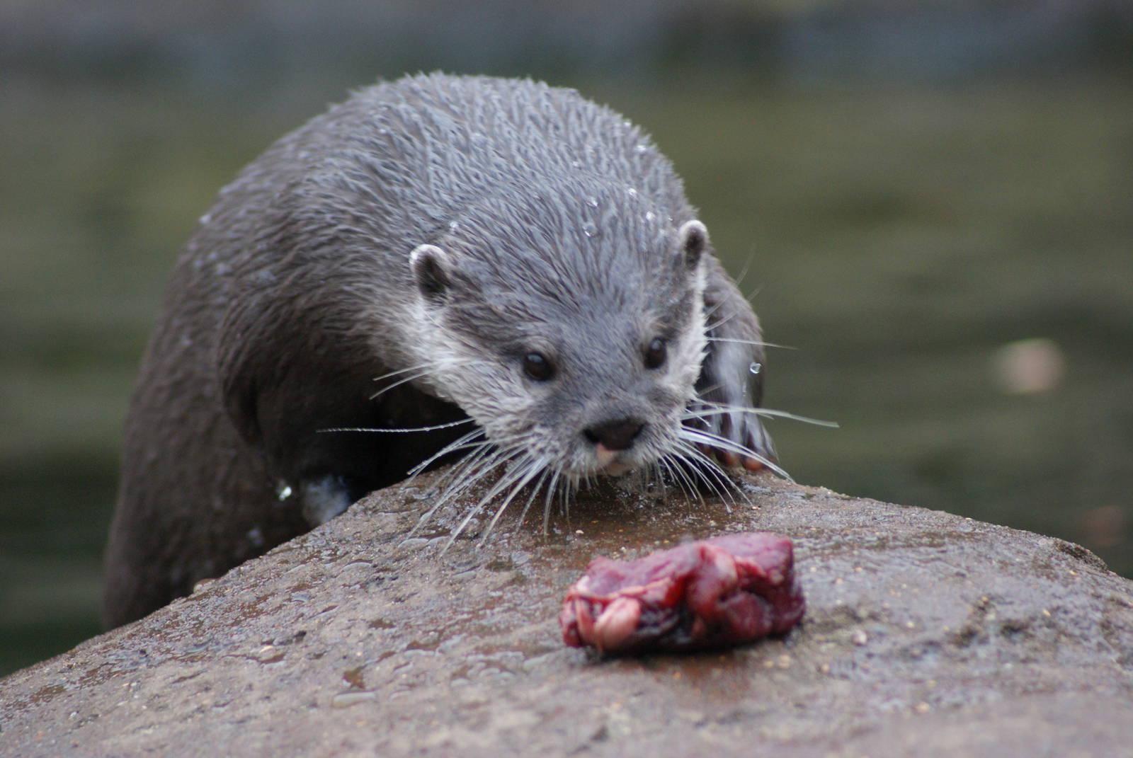 Hungry otter