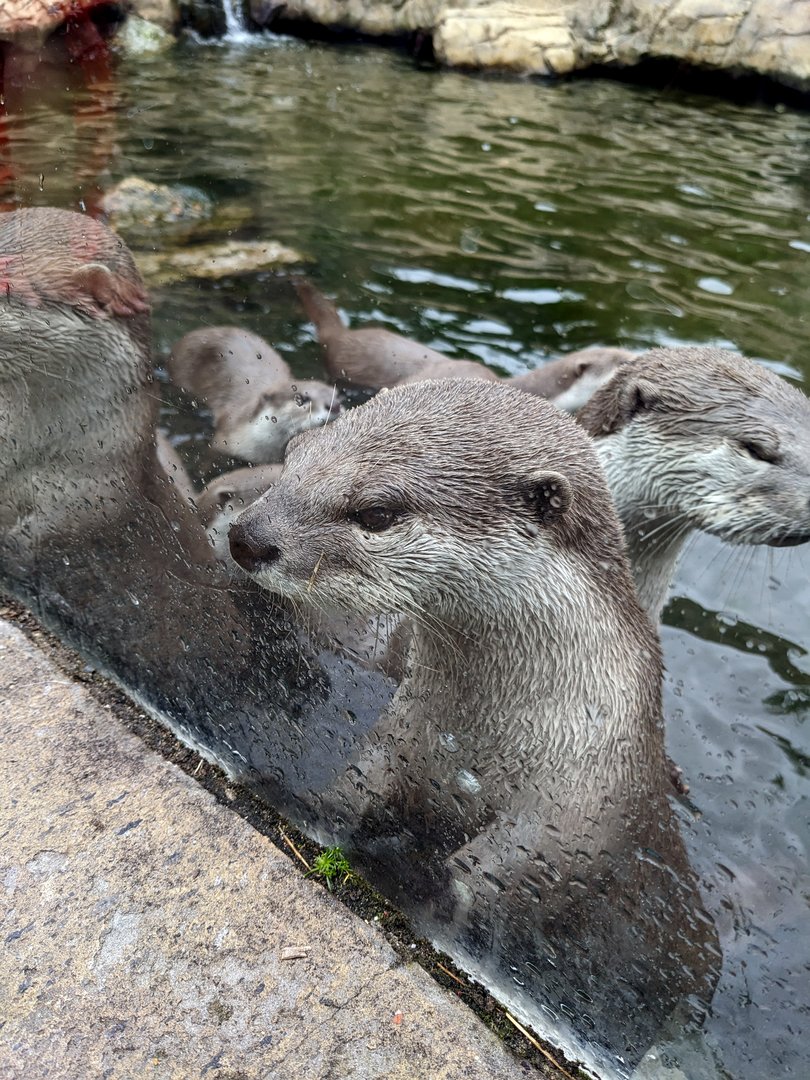 Hungry Otter