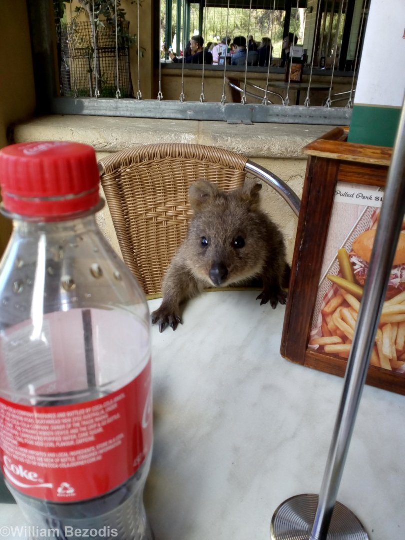 Hungry Quokka - Rottnest Island