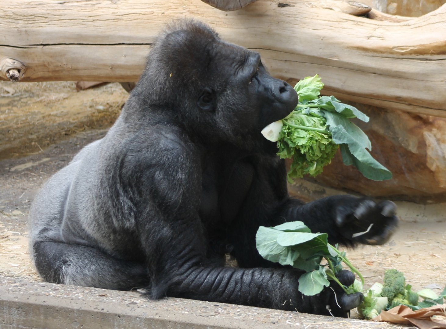 Hungry Western lowland gorilla - "Massa"
