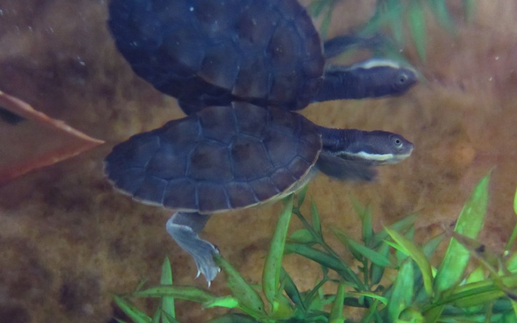 Hunter River Short-necked Turtle