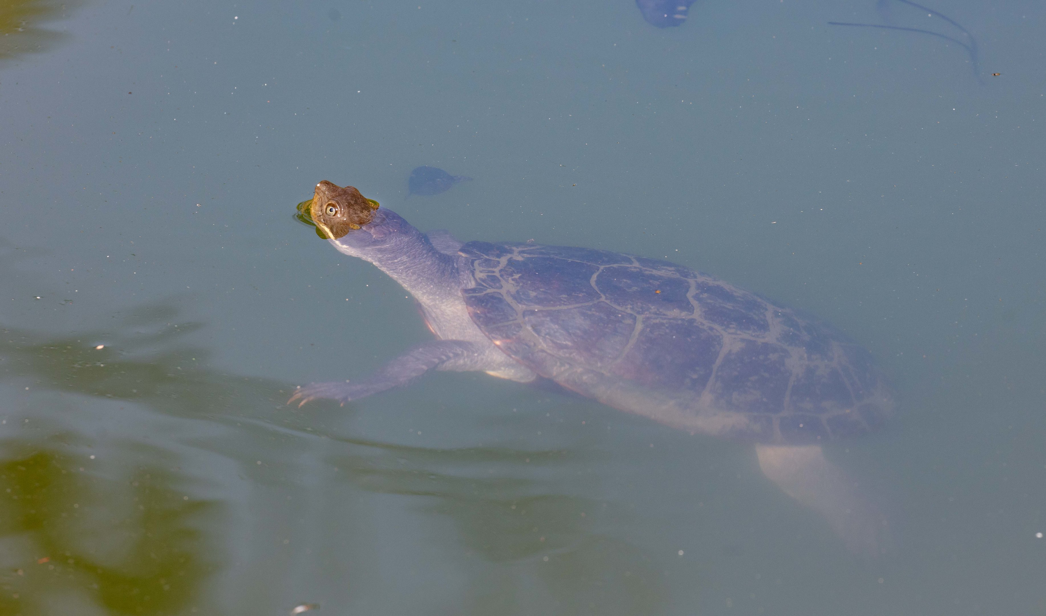 Hunter River Turtle