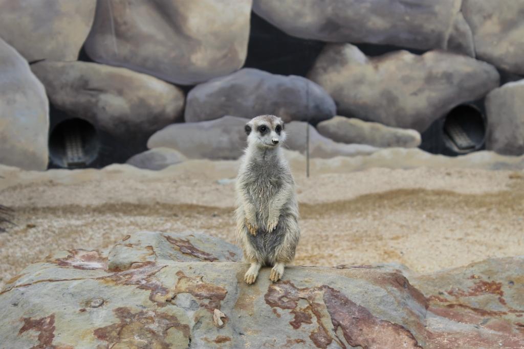 Hunter Valley Zoo May 2014