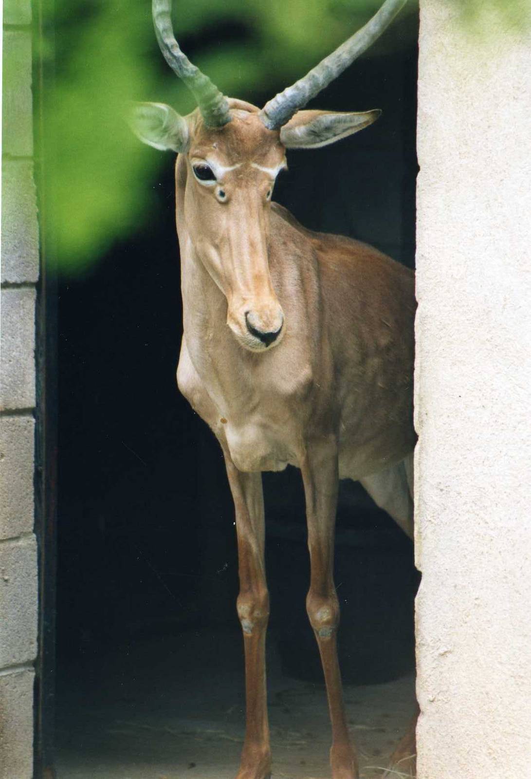 Hunters Hartebeest, Gladys Porter Zoo Brownsville