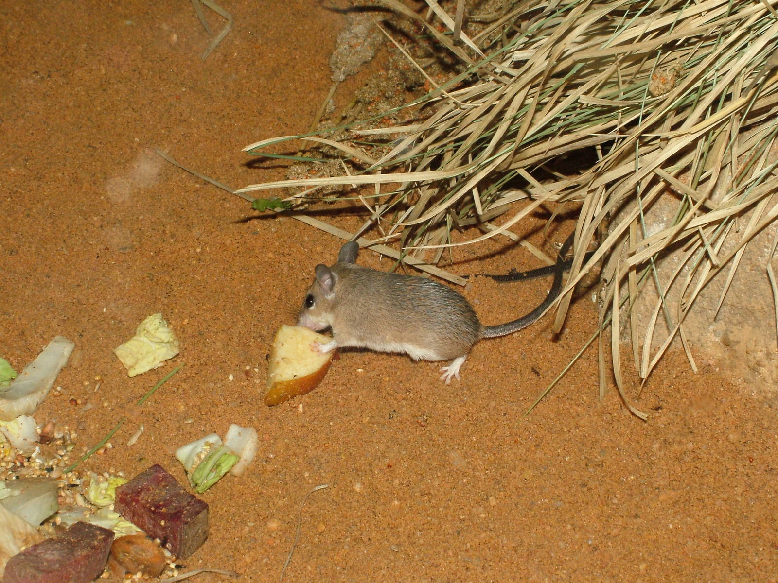 Hunter's Spiny Mouse at Plzen, 25/05/10