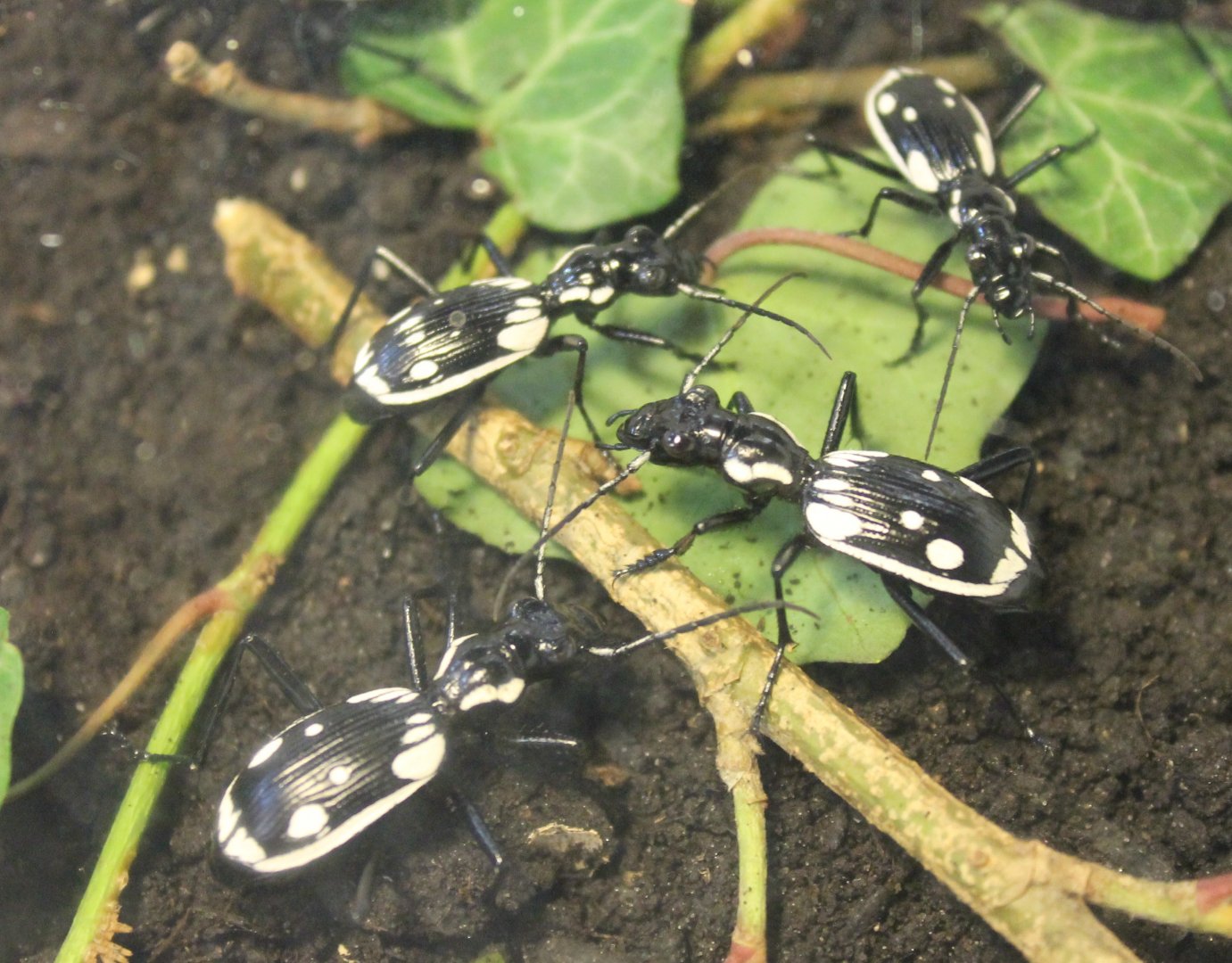 Hunting beetles - Anthia sexmaculata