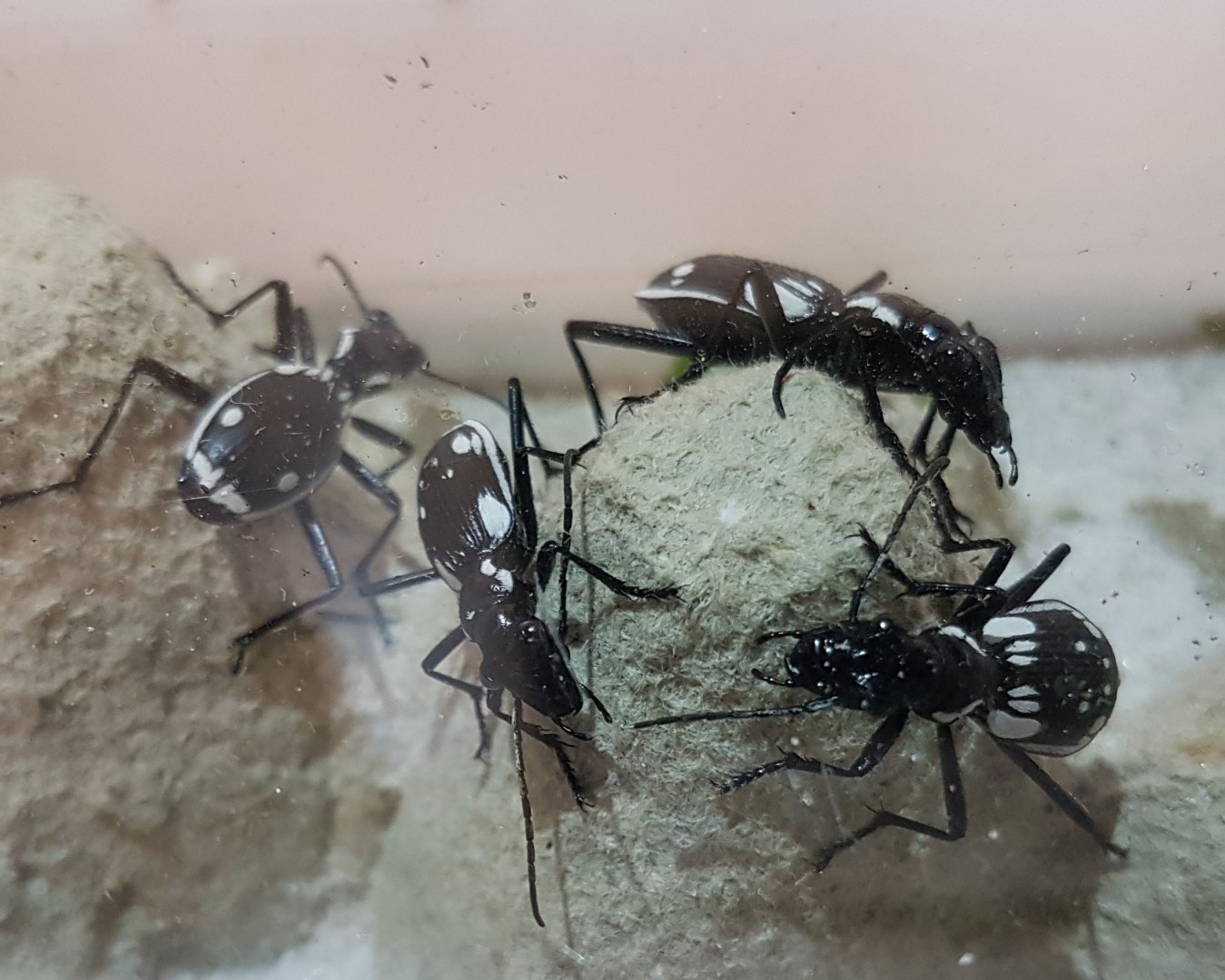 Hunting beetles - Anthia species ( Egypte )