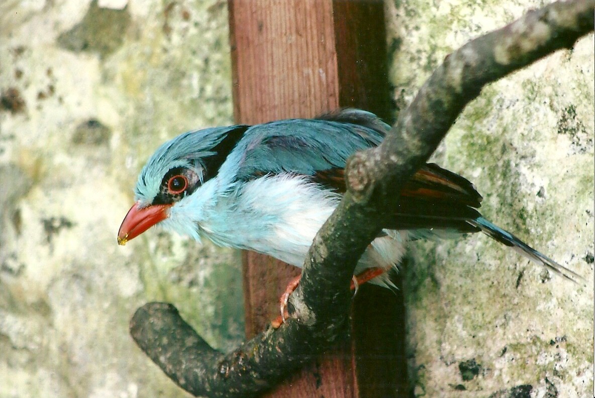 Hunting Cissa 13th September 2012