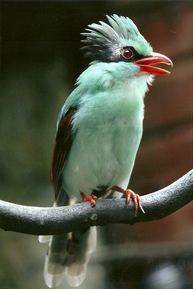 Hunting Cissa, 8th September 2011