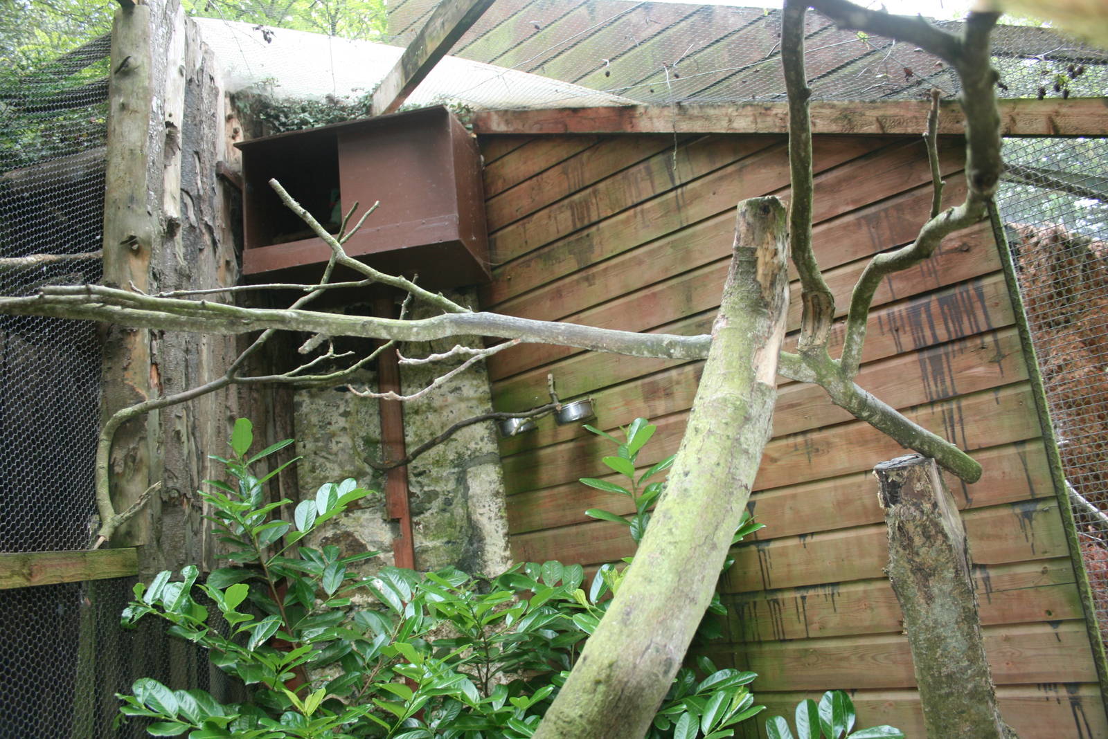 Hunting Cissa Aviary 2