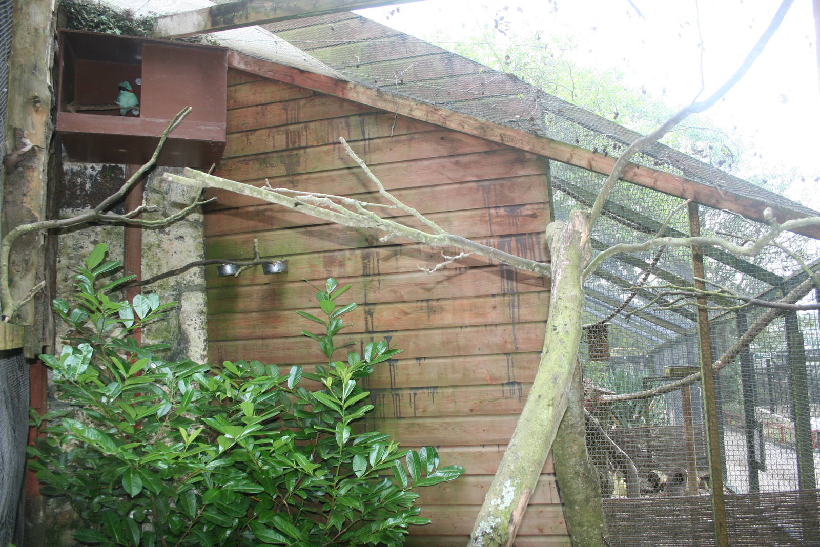 Hunting Cissa Aviary