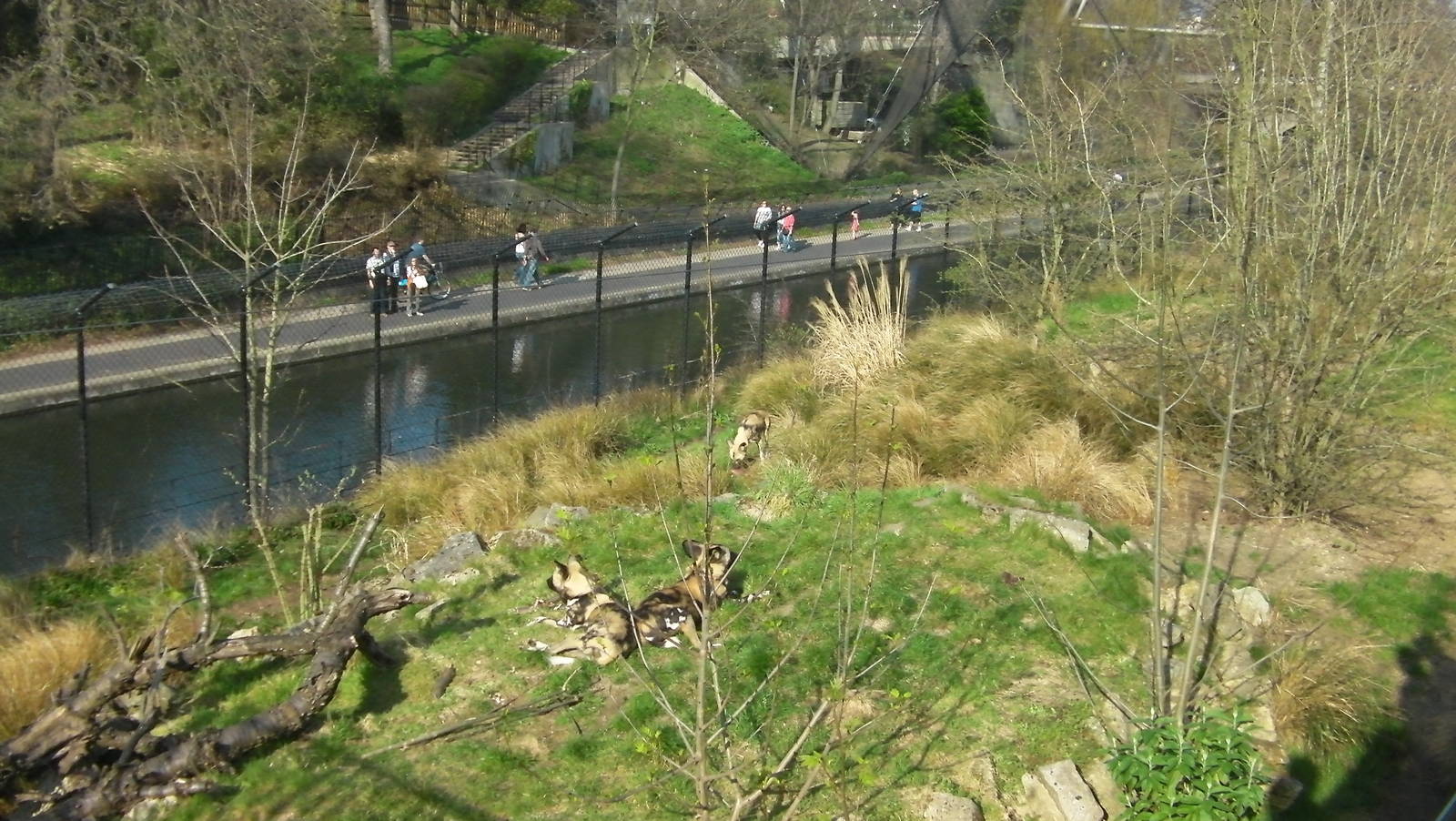 Hunting Dog Enclosure - 24.03.2012