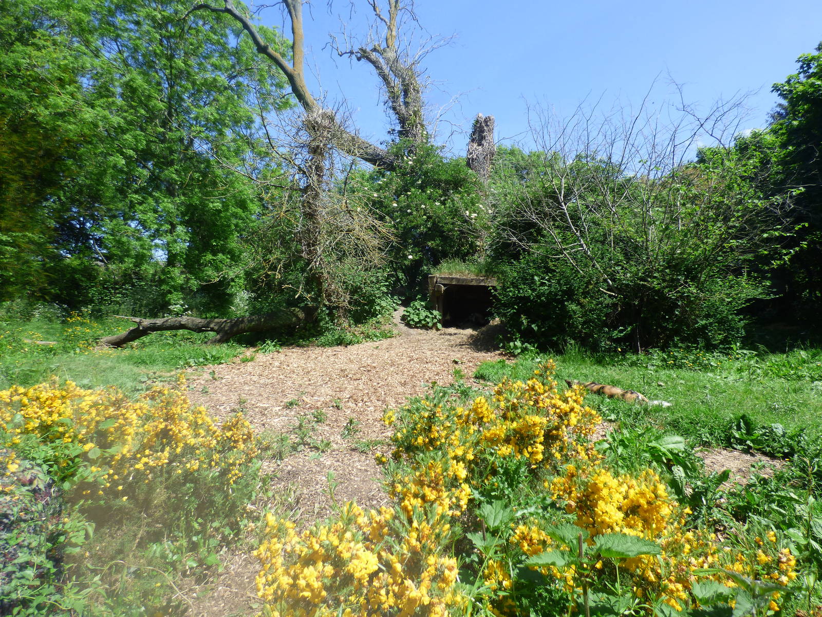 Hunting Dog Enclosure