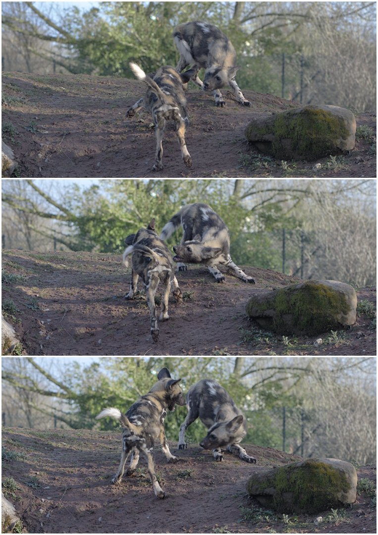 Hunting dog pups at play