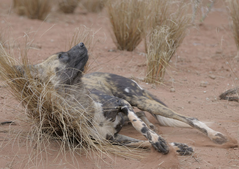 Hunting dog relaxation