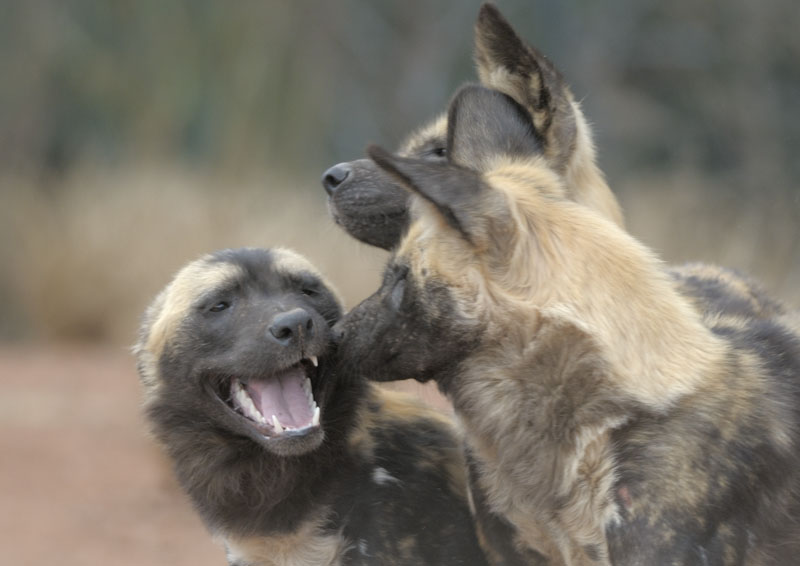 Hunting dog salutation