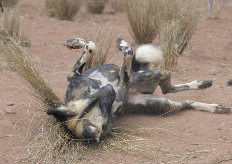 Hunting dog stimulation