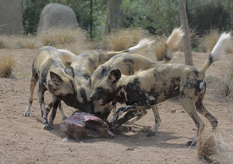 Hunting dogs feeding