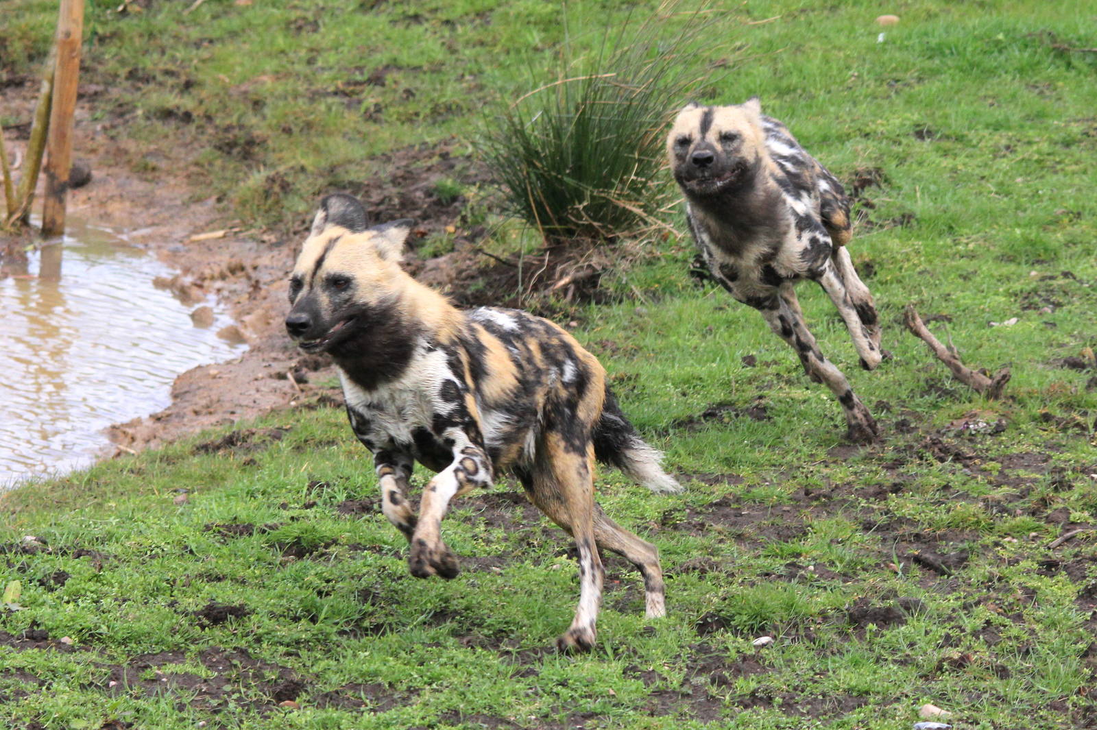 Hunting dogs in full flight.31-3-15