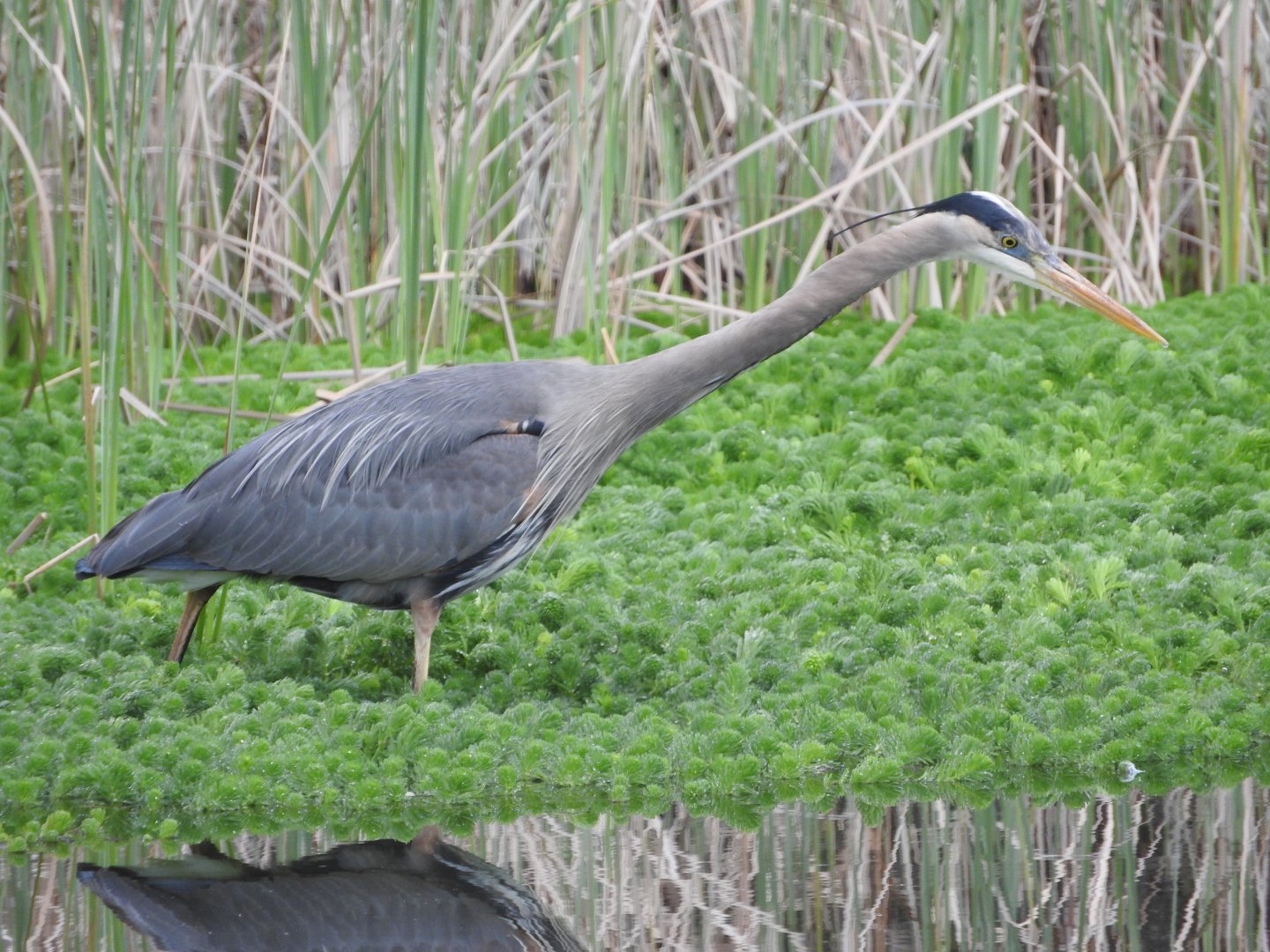 Hunting Great Blue Heron