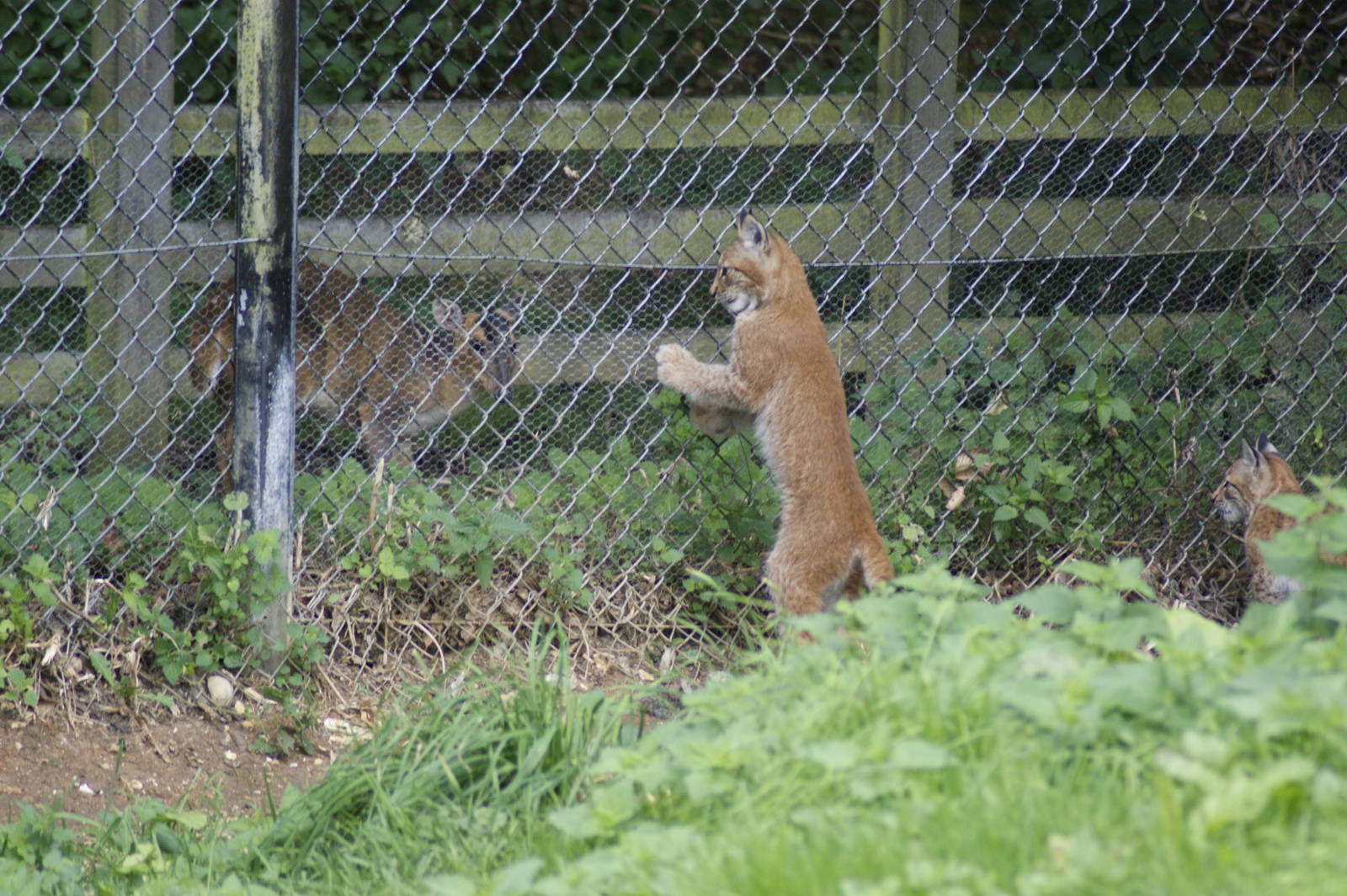 Hunting Practise or staring contest?