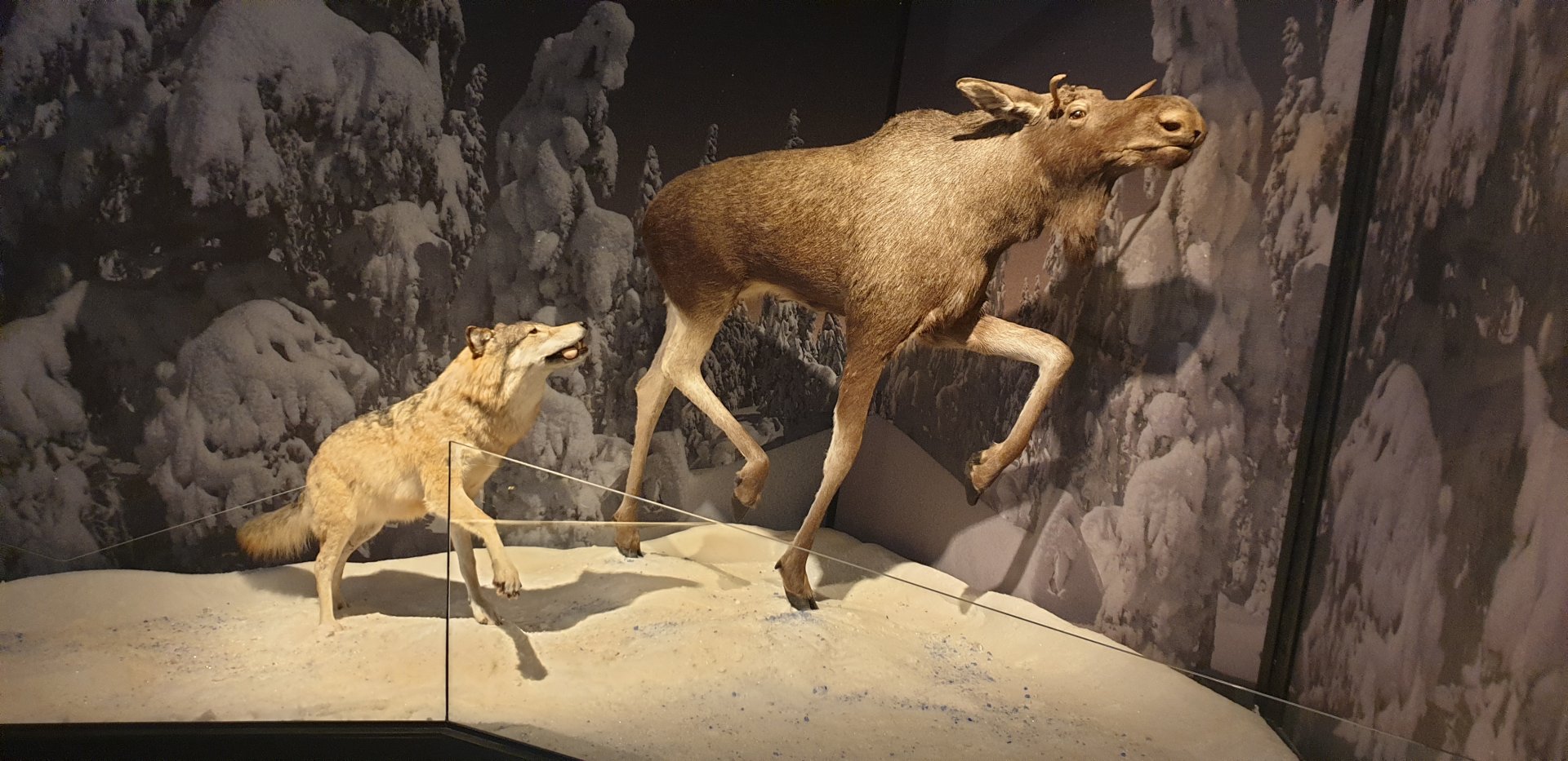 Hunting Wolf diorama