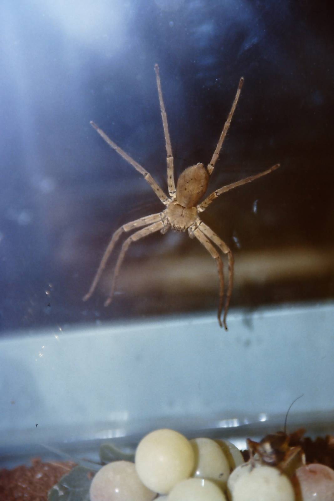 huntsman spider, Bug World, Liverpool 2010