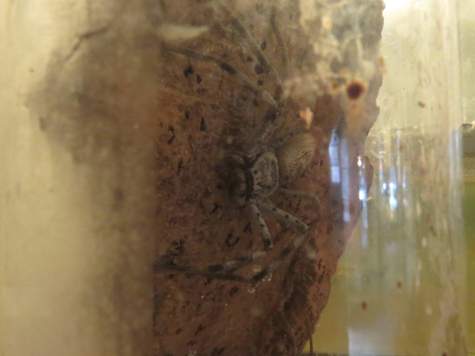 Huntsman spider, June 2015