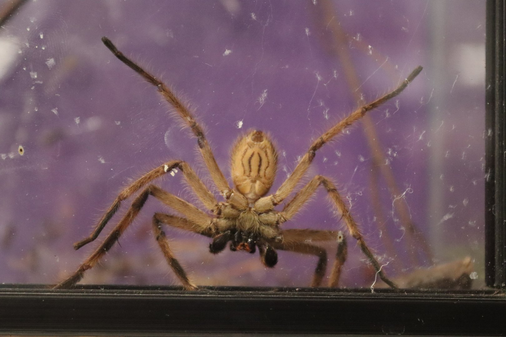 Huntsman spider sp. (Barylestis variatus) BugParc, 08/2024
