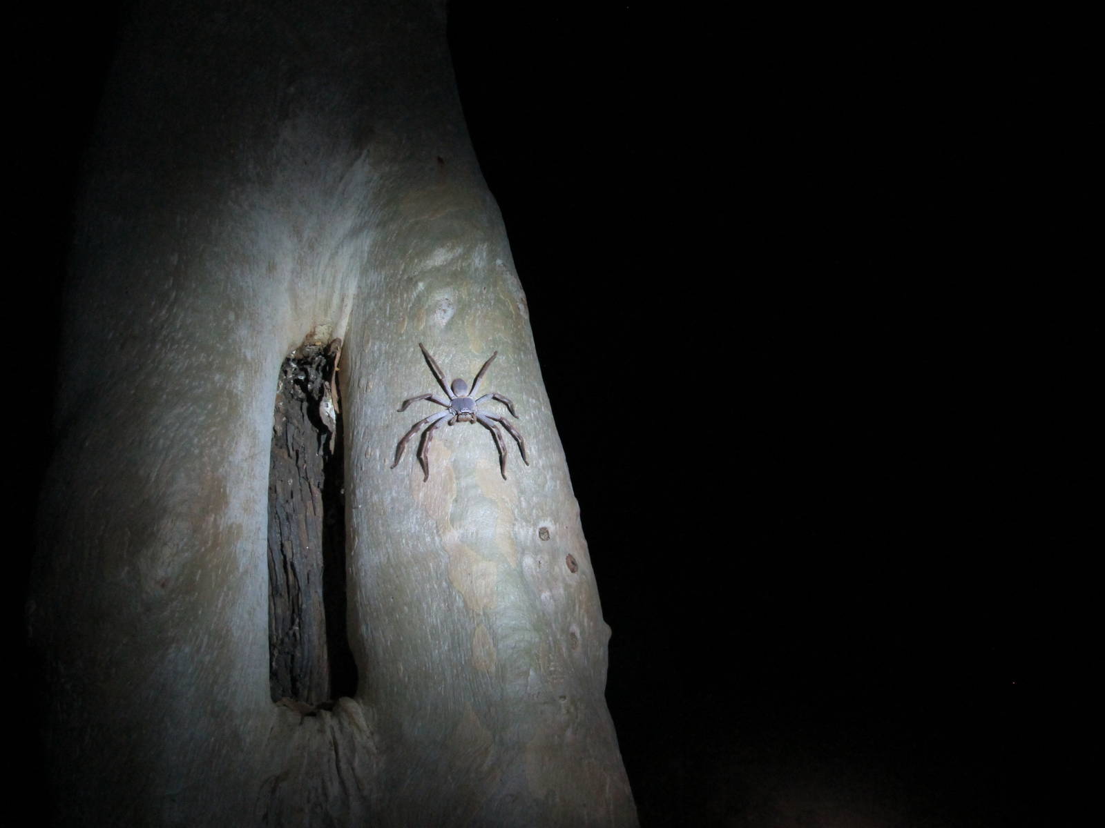 Huntsman Spider, West MacDonnell National Park, NT