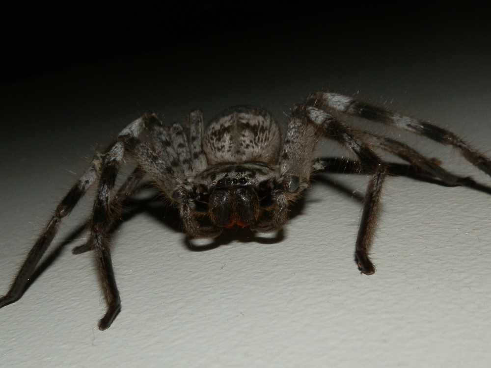 Huntsman Spider