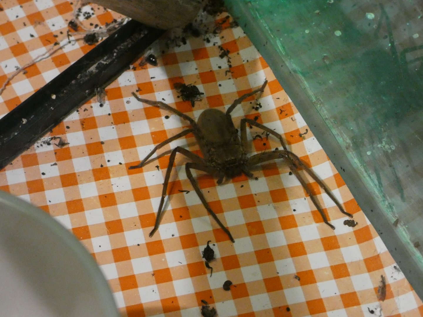 Huntsman spider