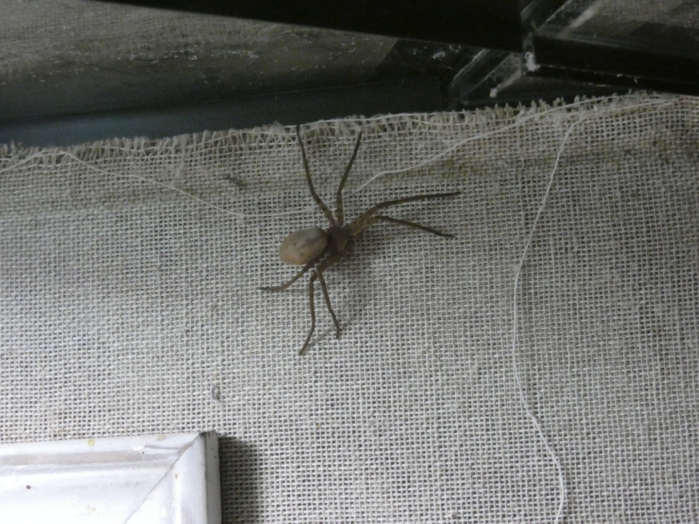 Huntsman spider