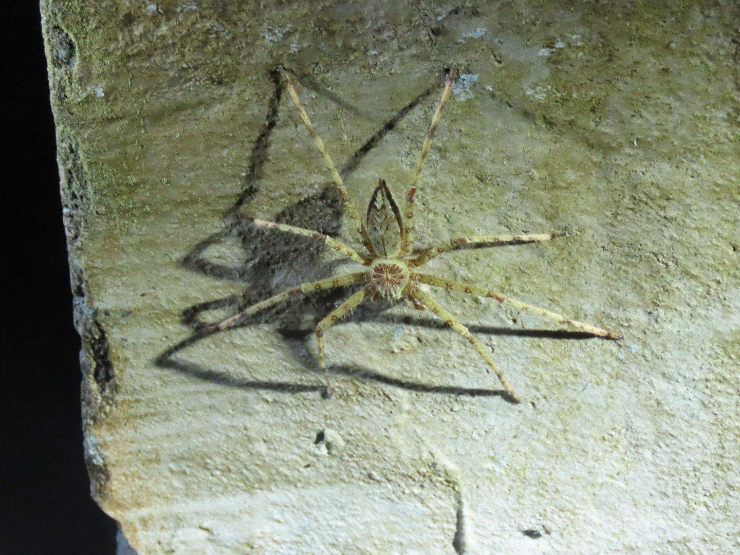 Huntsman spider