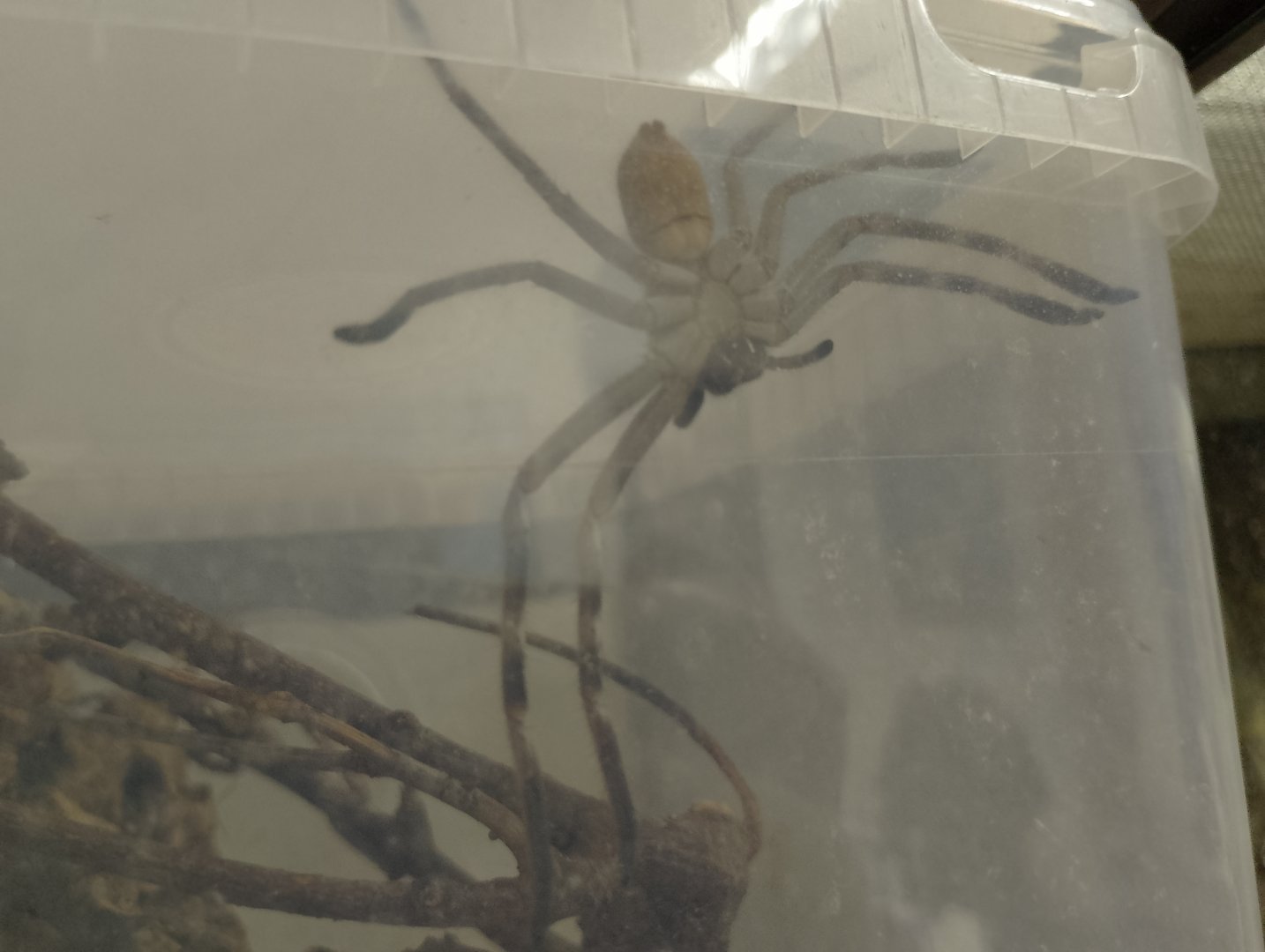 Huntsman spider