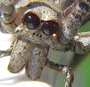 Huntsman spider2_edited-1