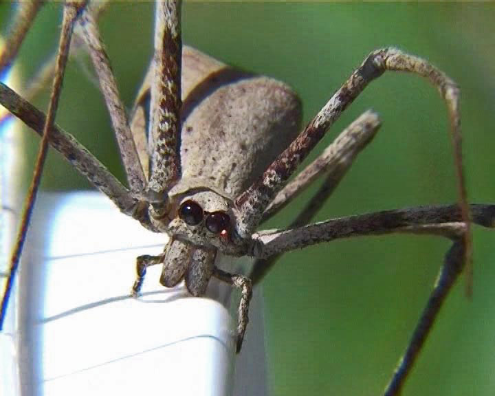 Huntsman spider_edited-1