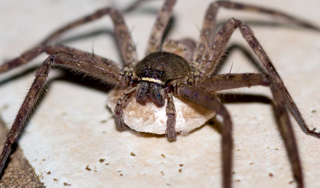 Huntsman with egg sac