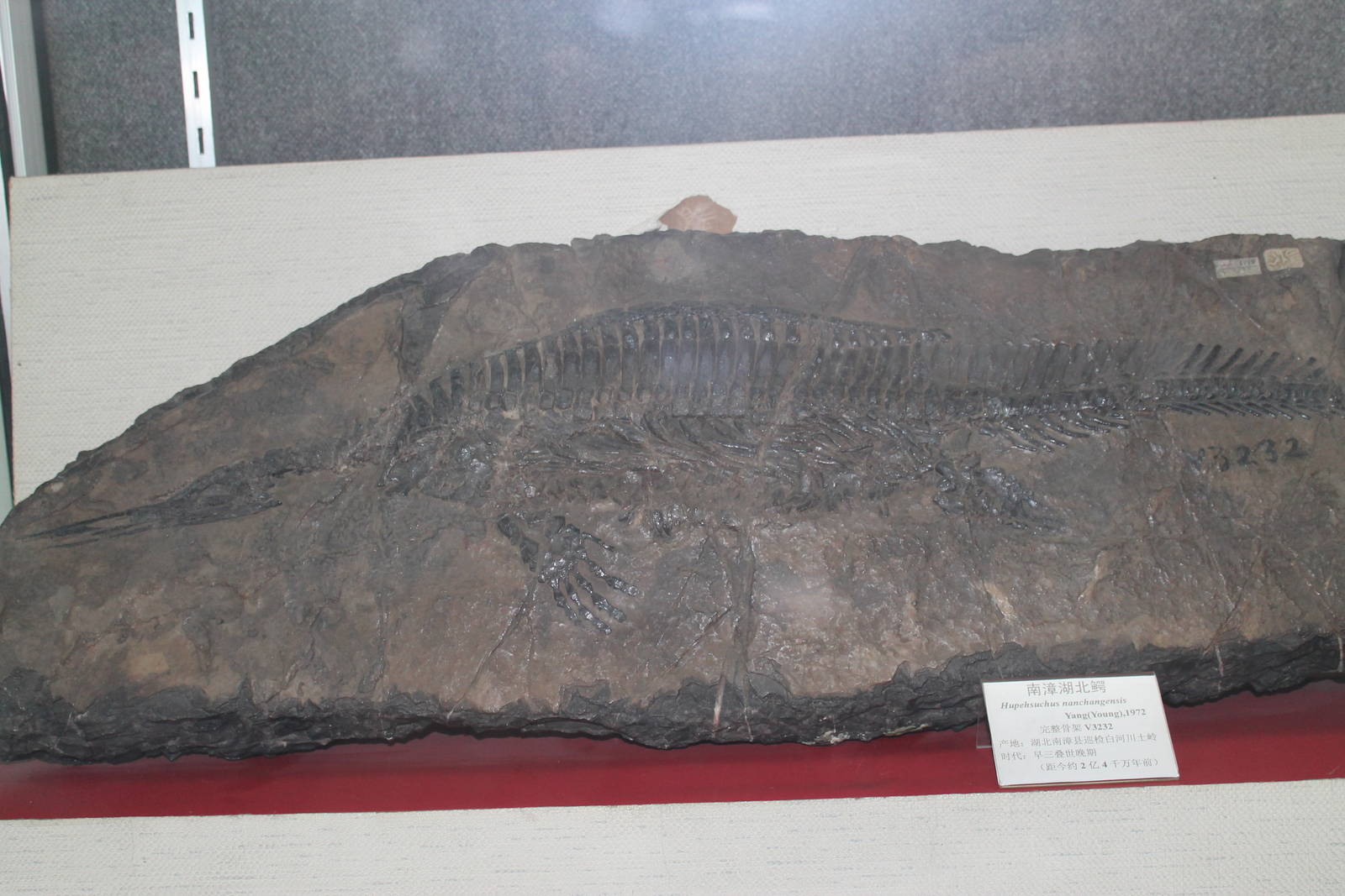 Hupehsuchus nanchangensis