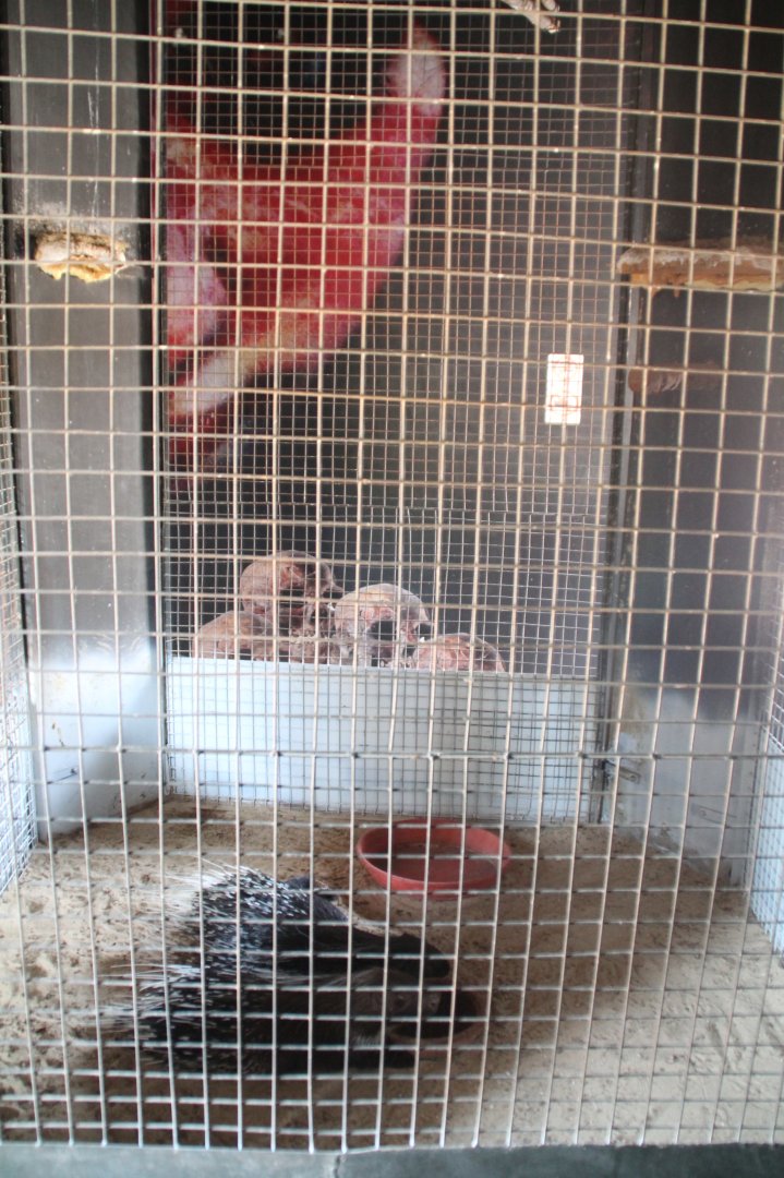 Hurghada Grand Aquarium - Crested porcupine cage