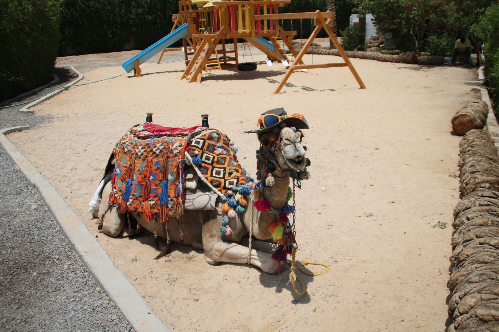 Hurghada Grand Aquarium - Dromedary camel (ride?)